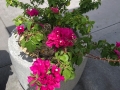 Una de las flores en el área de la plaza de Eugenio María de Hostos