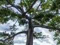 Este hermoso árbol de Ceiba en los Trailers de Bayamón es el lugar idóneo para una memorable fotografía. El espacio se distingue por combinar una variada oferta culinaria, música, arte y entretenimiento para toda la familia. Xavier Garcia / Fotoperiodista (XAVIER GARCIA)