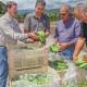 Anuncian Programas de Alivio para Agricultores ante Emergencia del COVID-19